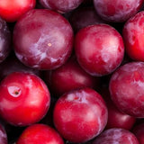 Semillas de ciruelo rojo americano para plantar, nombre botánico: Prunus americana, excelente regalo para el jardín de su casa