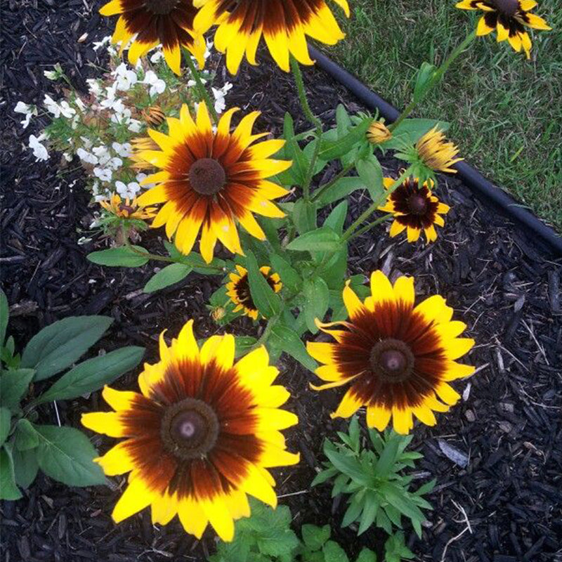 Ringed Gloriosa Black-Eyed Susan Seeds