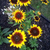 Ringed Gloriosa Black-Eyed Susan Seeds