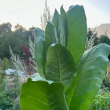 Semilla de tabaco Shirazi