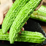 Semillas de melón amargo para plantar, semillas de calabaza amarga asiática, semillas de verduras asiáticas
