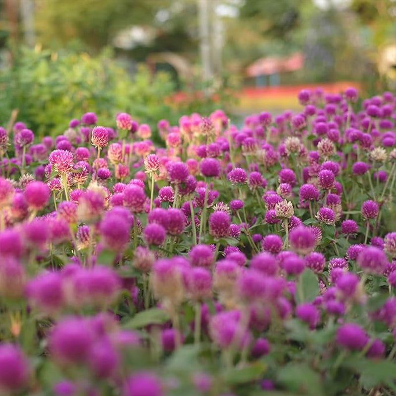 Annual Rose Gomphrena Globosa Flower Seed for Planting