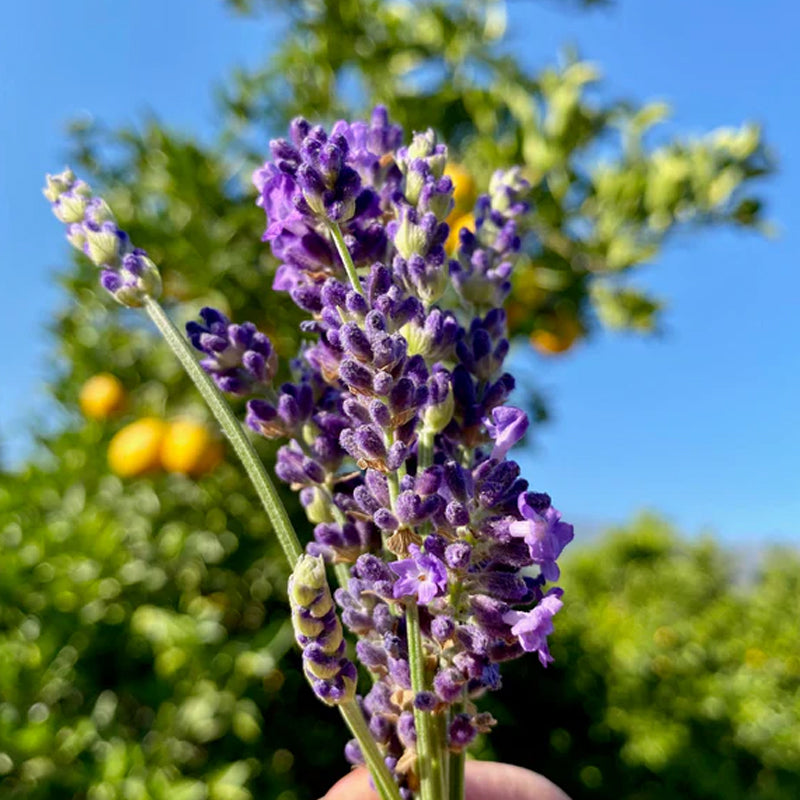 Blue Spear Lavender