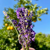 Blue Spear Lavender