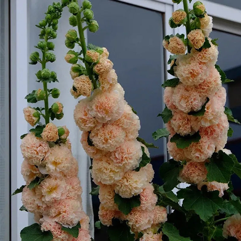 Alcea, Malvarrosas, Melocotones y Sueños