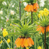 Fritillaria Corona Imperial Aurora