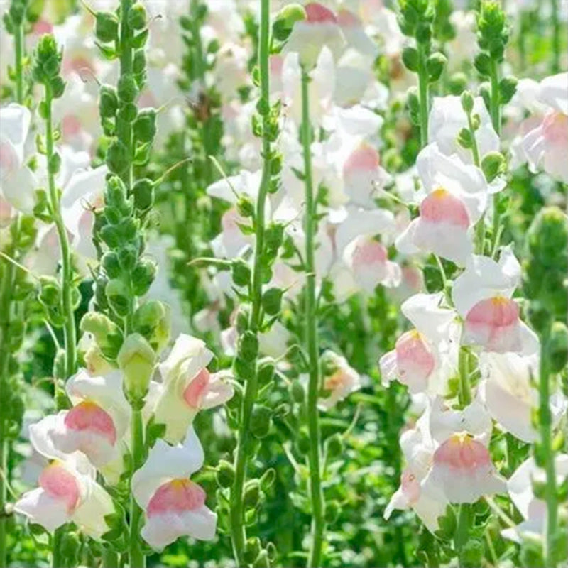 Apple Blossom Snapdragon Flower Seeds-Extremely romantic flowers