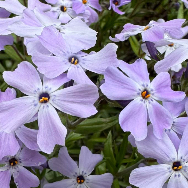 Purple Phlox paniculata Seeds