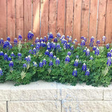 Texas Bluebonnet Wildflower Seeds