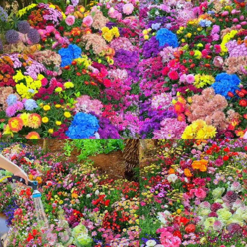 Semillas de flores perennes mixtas: más de 60 variedades mezcladas, fácil cuidado