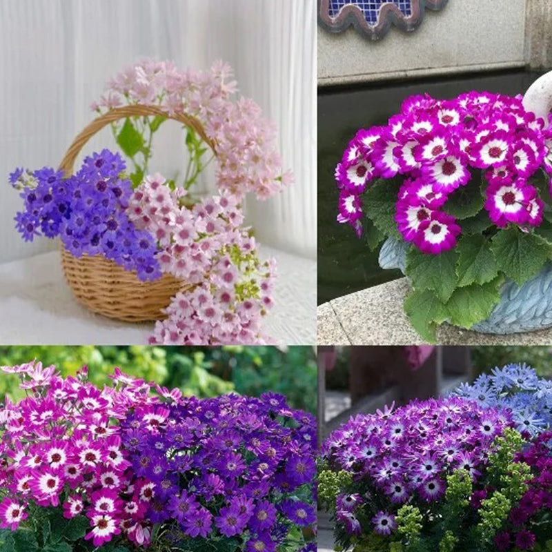 Cineraria Mix Flower Seeds