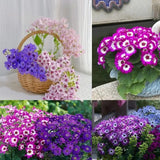 Cineraria Mix Flower Seeds