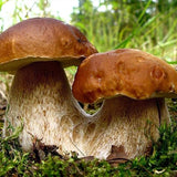 Kit de esporas secas de micelio de hongo porcini real Bolete para plantar sin OGM