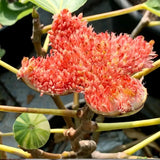 Rainbow Figs Seeds higher quality