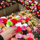 Semillas de clavel mixto de flores dobles