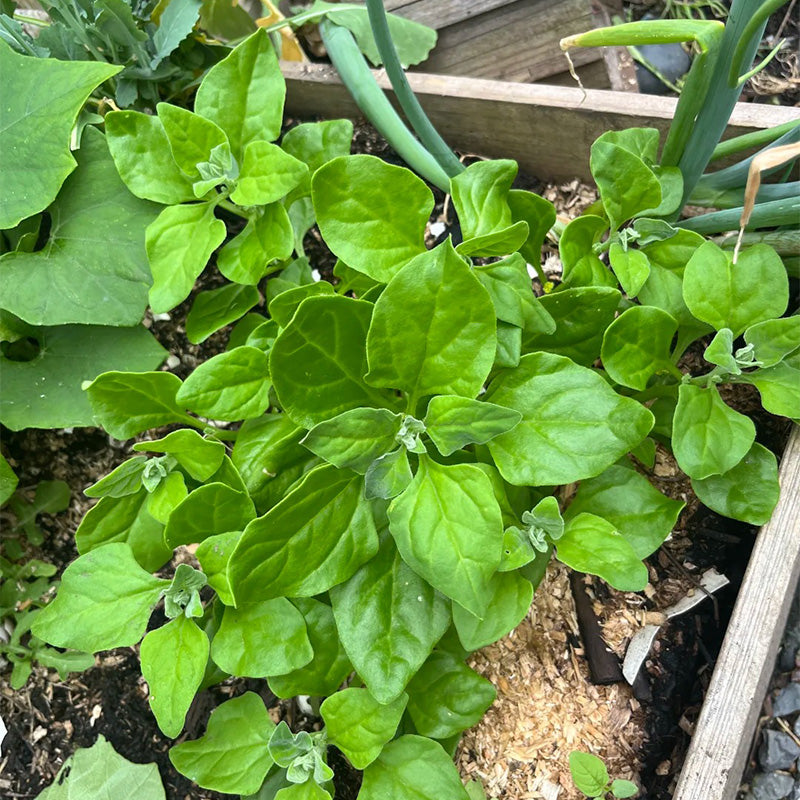Summer-Survivor New Zealand Spinach Seeds