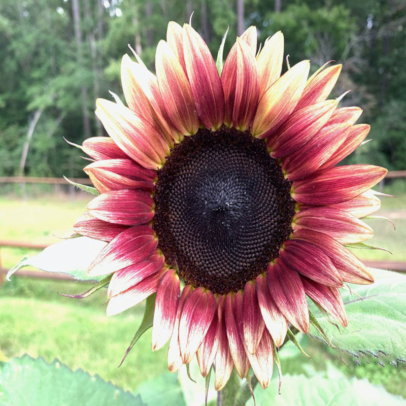 Strawberry Blonde Hybrid Sunflower Seeds