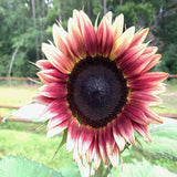 Strawberry Blonde Hybrid Sunflower Seeds