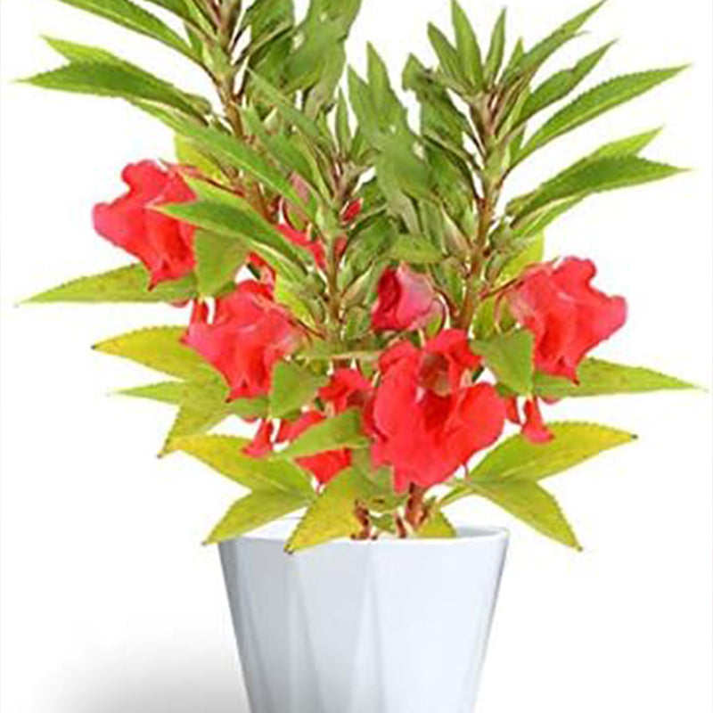 Impatiens mixtas Balsamina Balsam Camelia Impatiens Semillas Flor doble No me toques