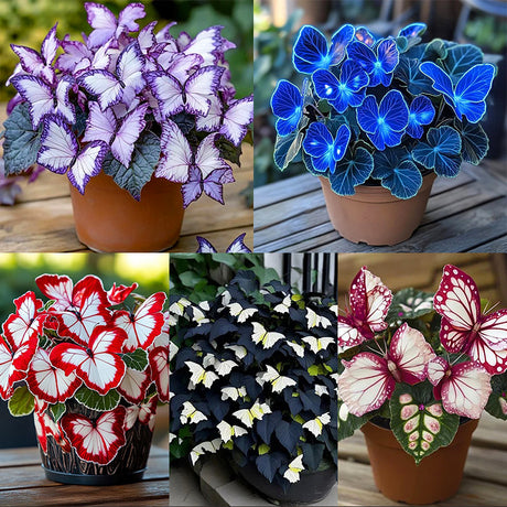 purple dragon rose seeds Rare purple dragon rose seeds – Haiyiplants