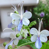 Blue Butterfly Flower Seeds