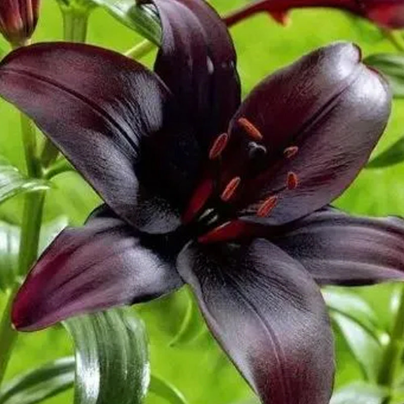 Black Lily: A Proud Black Flower