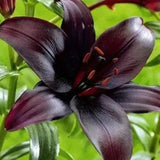 Black Lily: A Proud Black Flower