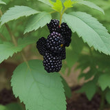 Semillas de mora de primera calidad: cultive bayas jugosas y sabrosas en casa: arbusto gigante perenne de gran tamaño para exteriores