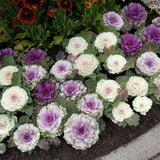 Winter-Cabaret Ornamental Kale Seeds