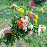 Semillas de flores de helicriso, margaritas perennes y flores de paja mixtas