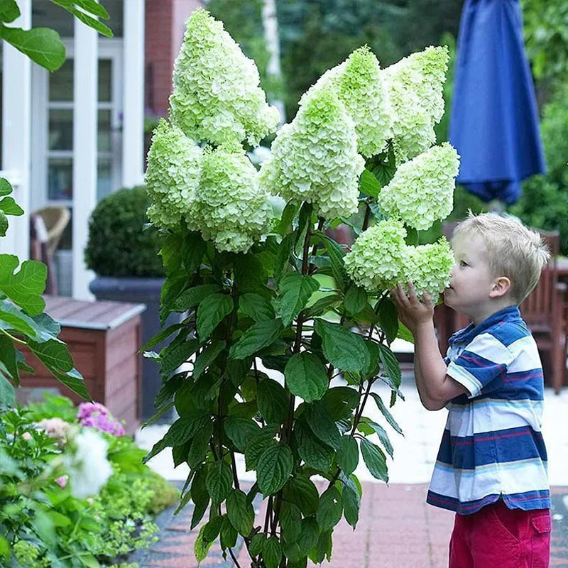 Cone Hydrangea Flowers Seeds-Vanilla Strawberry & Limelight