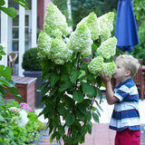 Cone Hydrangea Flowers Seeds-Vanilla Strawberry & Limelight