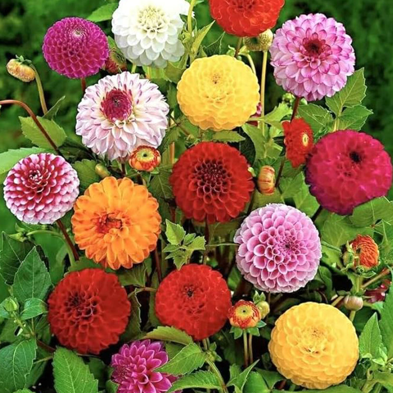 Semillas de flores raras de dalia pompon variabilis, hermosas plantas anuales para exteriores, perennes