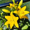 Lily Seeds