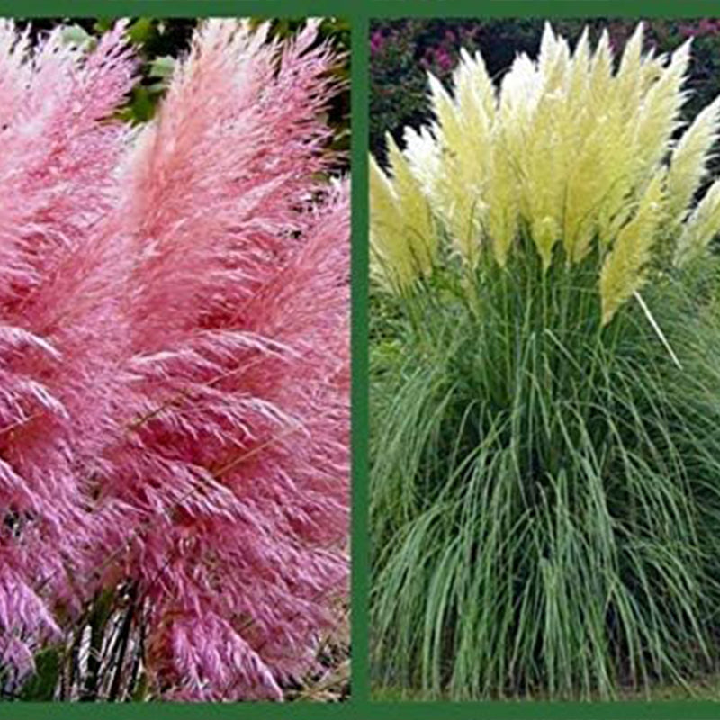 Pink Pampas Grass Seeds Ornamental Grass for Landscaping or Decoration 