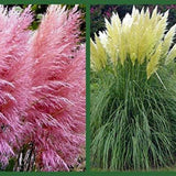 Pink Pampas Grass Seeds Ornamental Grass for Landscaping or Decoration 