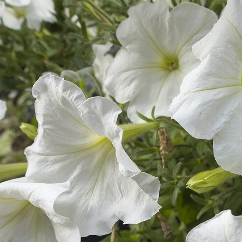 Morning Glory Vine Flower Plant Seeds, Easy to Grow, Perfect for Spring Garden