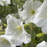 Morning Glory Vine Flower Plant Seeds, Easy to Grow, Perfect for Spring Garden