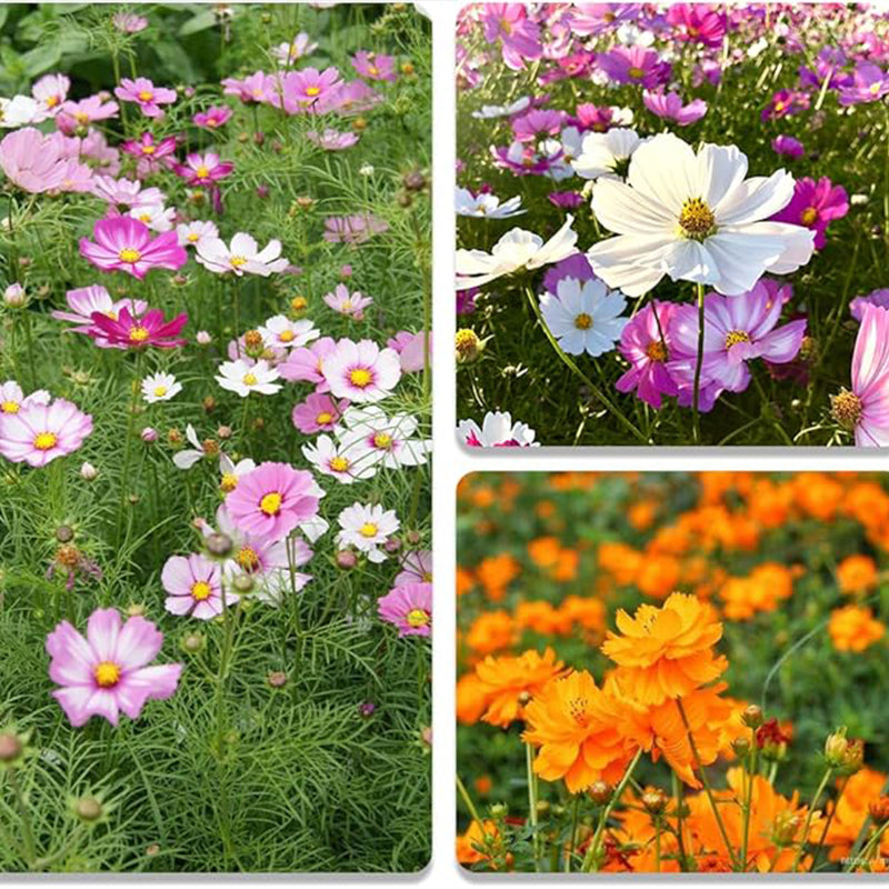 Mix Cosmos Seeds for Planting Heirloom Wildflower (Cosmos Bipinnatus) Attract Bees Butterflies Monarchs Open Pollinated