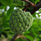 Soursop Graviola Guanabana Annona Muricata Fruit Tree Seeds Fresh Tropical Fruit