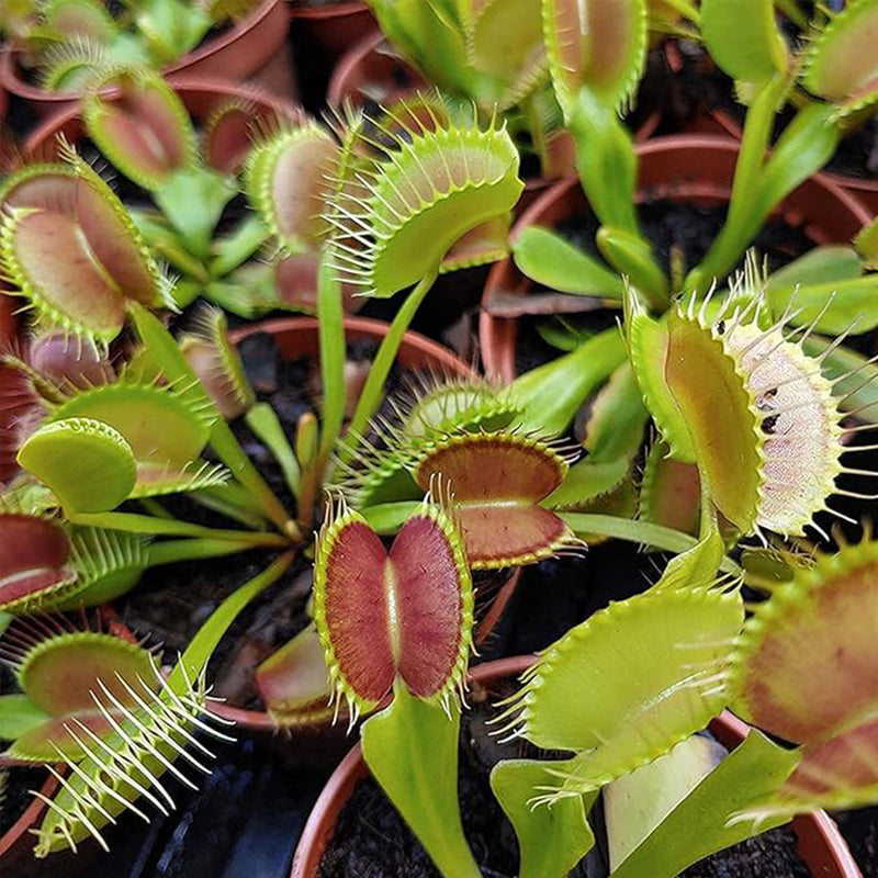 Semillas de Venus atrapamoscas Semillas de Venus atrapamoscas para plantar en el jardín de casa