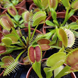 Semillas de Venus atrapamoscas Semillas de Venus atrapamoscas para plantar en el jardín de casa