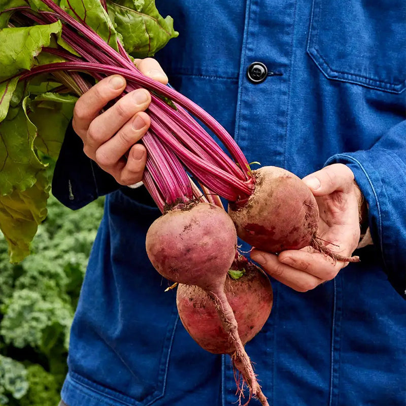 Remolacha, Detroit Rojo Oscuro Medio Superior