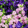 Semillas de flores de Chimes