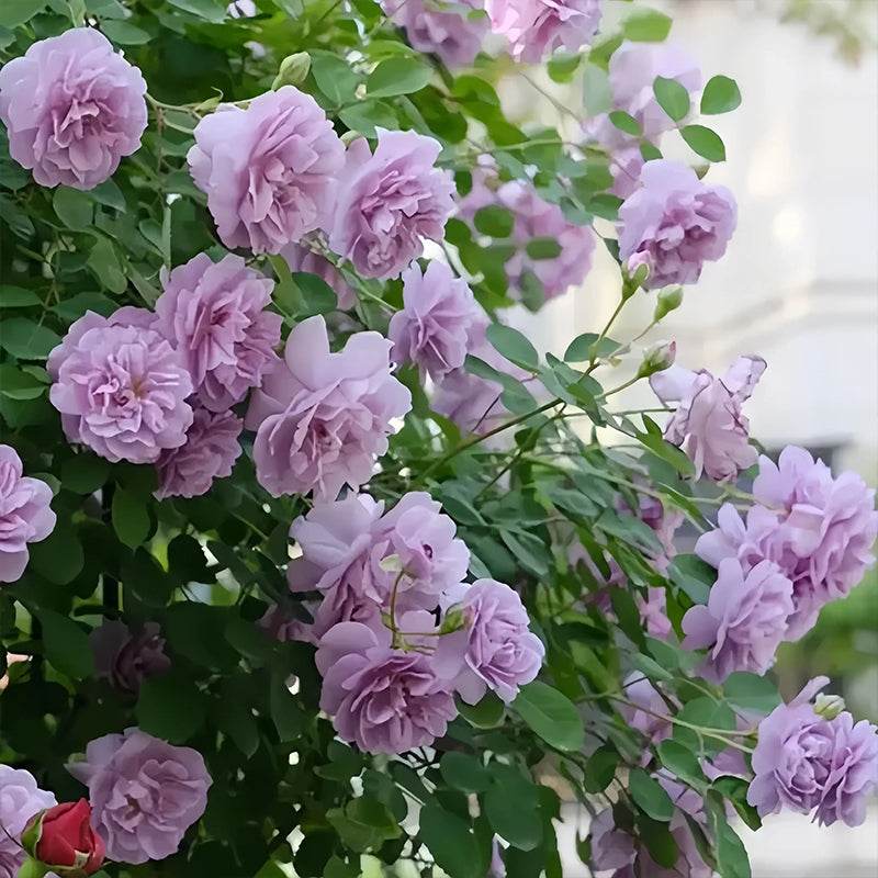 Repeat Blooming Climbing Rose Seeds - Luck Rises