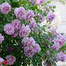 Repeat Blooming Climbing Rose Seeds - Luck Rises