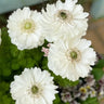 Double Anemone Seeds — Add Resilient Elegance to Your Garden!