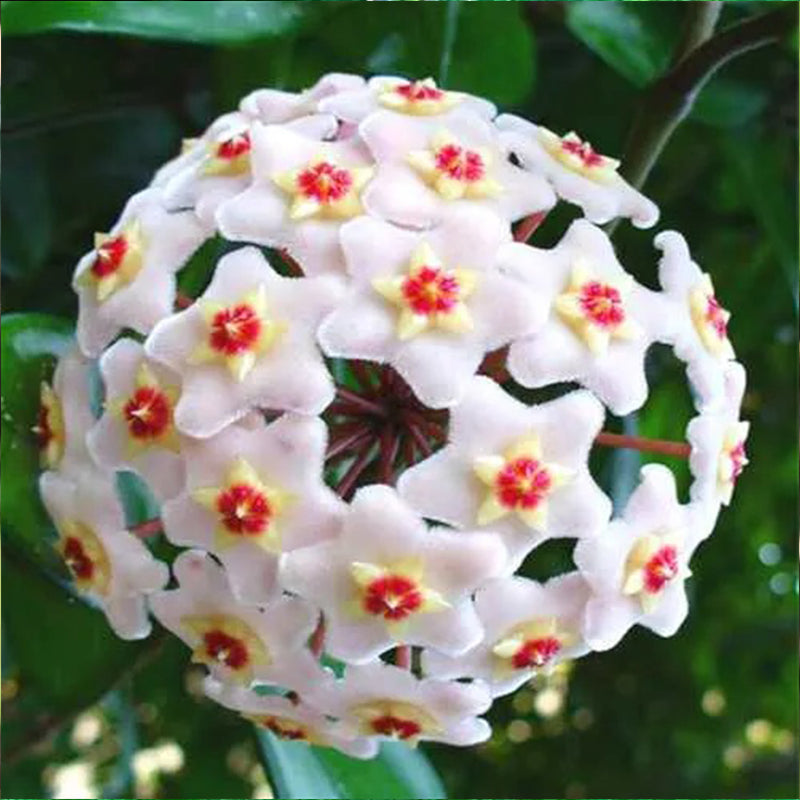 Hoya Carnosa Mixed Color Seeds