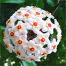 Hoya Carnosa Mixed Color Seeds