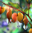 Ocean Bleeding Heart Seeds ~ Dicentra Spectabilis ~ Gifts ~ Grow Your Own ~ Spring Flowers